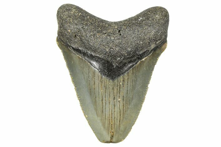 Serrated, Juvenile Megalodon Tooth - North Carolina #359048